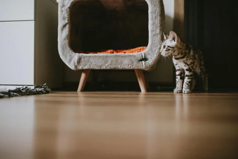 Maison de toilette pour chat : bien la choisir et l&rsquo;installer