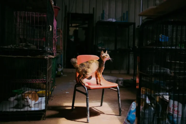 Adopter un chat à Bordeaux : où, comment et à quel prix