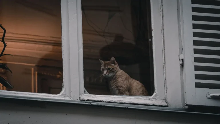 Adopter un chat à Paris : le guide pour bien s&rsquo;y prendre