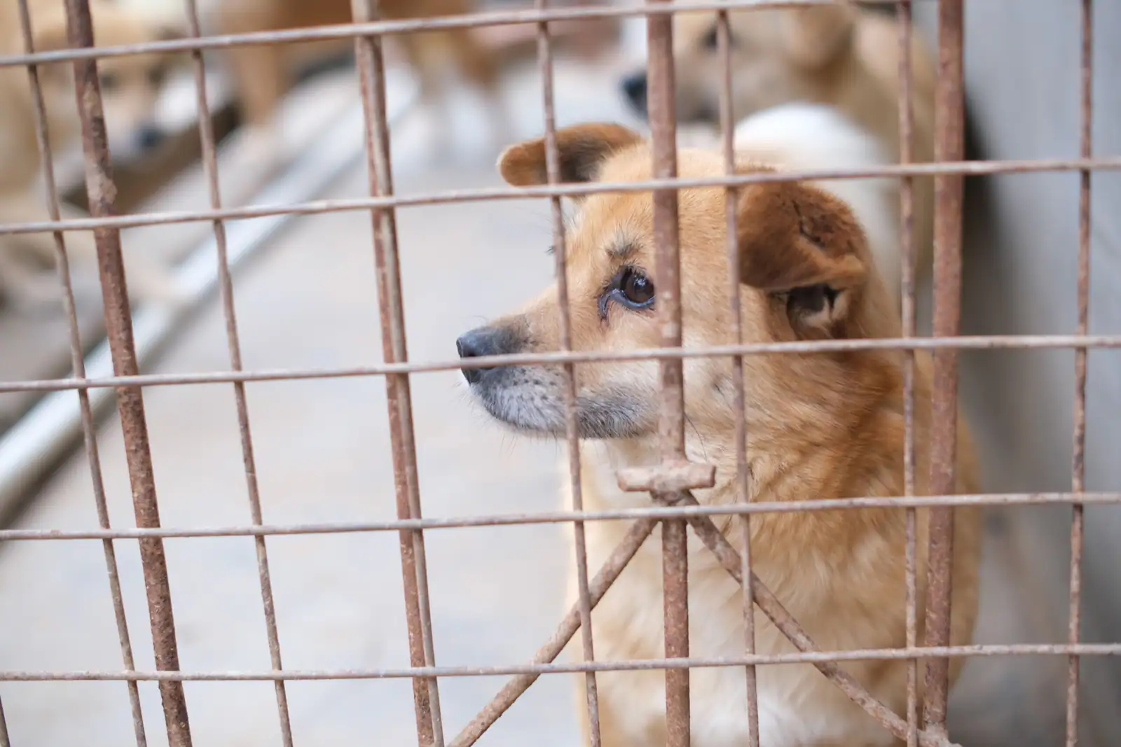 Un chien fauve observe à travers la grille de son enclos, dans un refuge pour animaux.