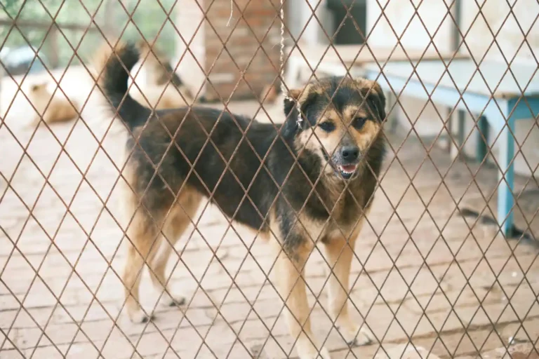 Adopter un animal à la SPA : du refuge à la maison