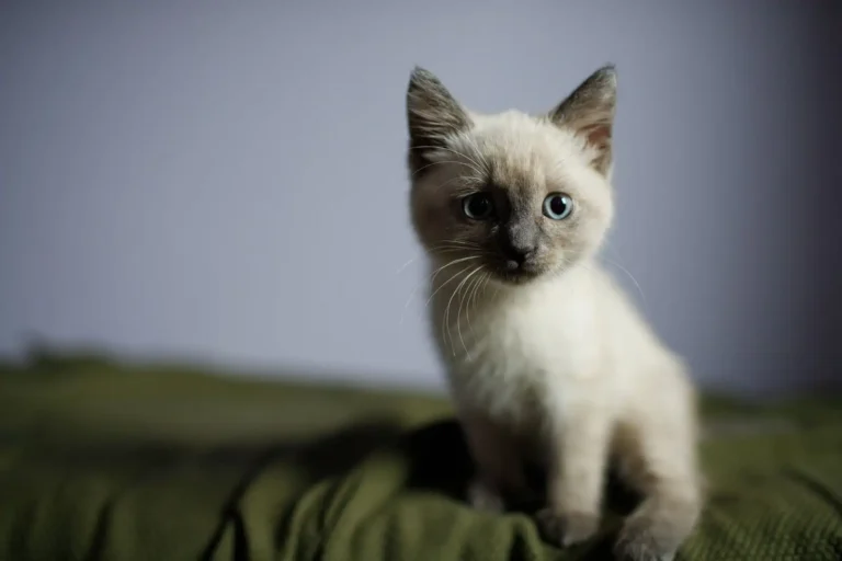 Animaux de compagnie : la liste pour bien choisir