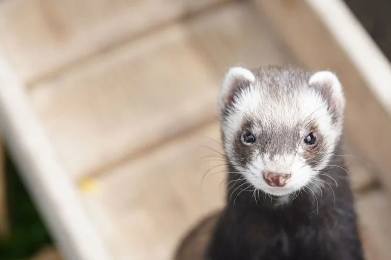 Le furet comme animal de compagnie : à qui il convient