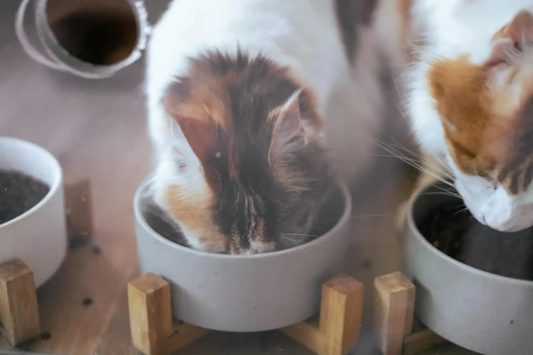 Nourriture pour animaux : bien nourrir chien et chat