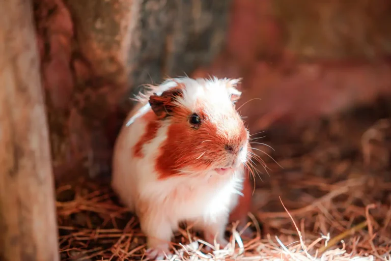 Petit animal de compagnie : bien choisir avant d&rsquo;adopter