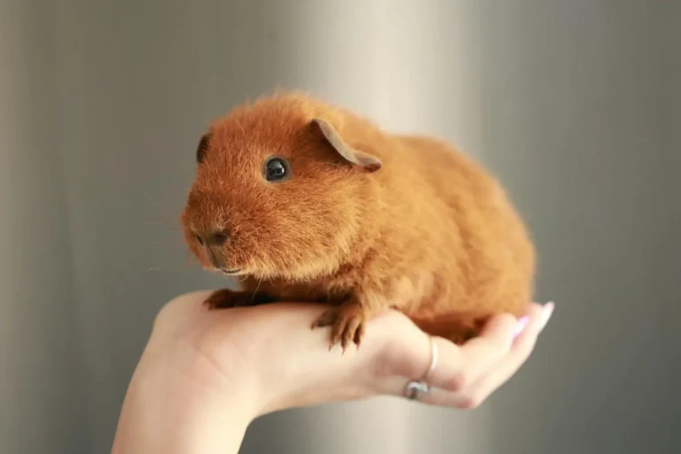 Animaux de compagnie petit