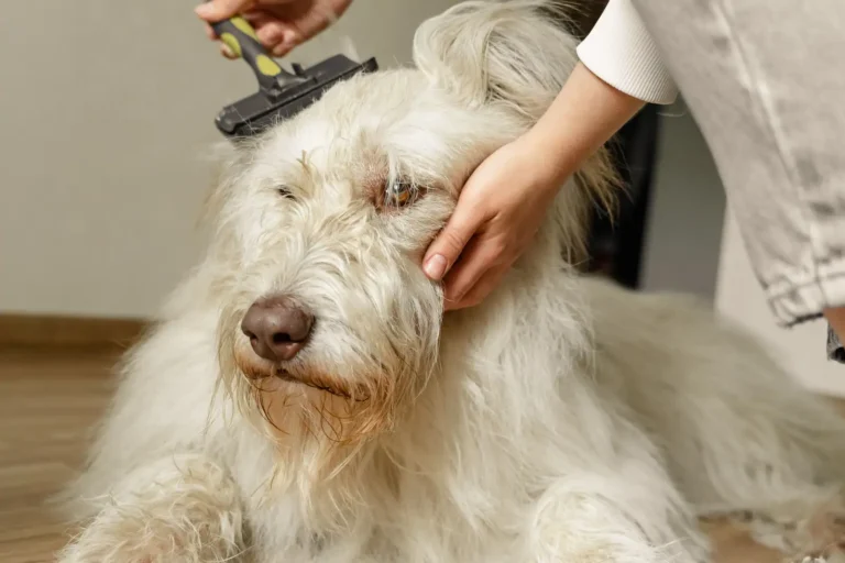 Soin des animaux : les gestes clés et quand consulter