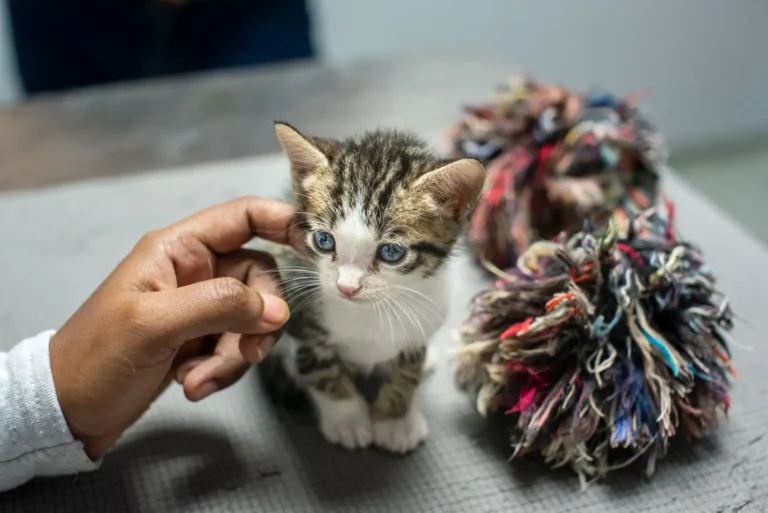 Adopter un chat à la SPA : comment se passe la démarche
