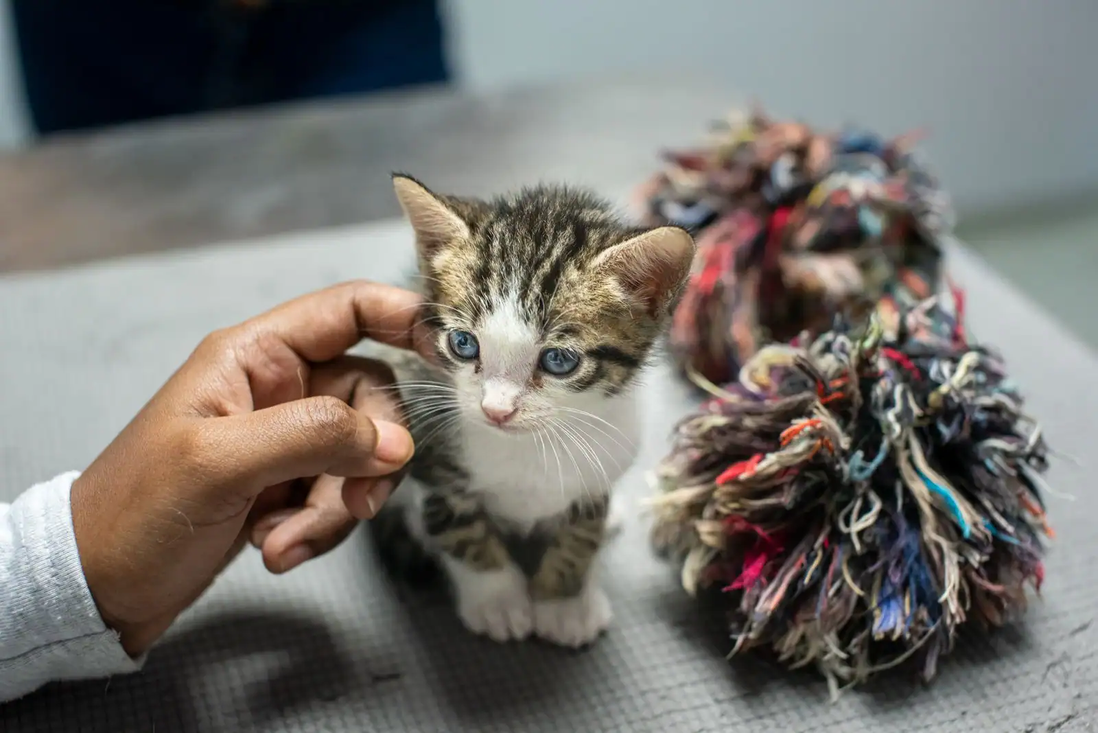 Chaton tigré et blanc caressé par une main, sur une table d'accueil avec des jouets en laine