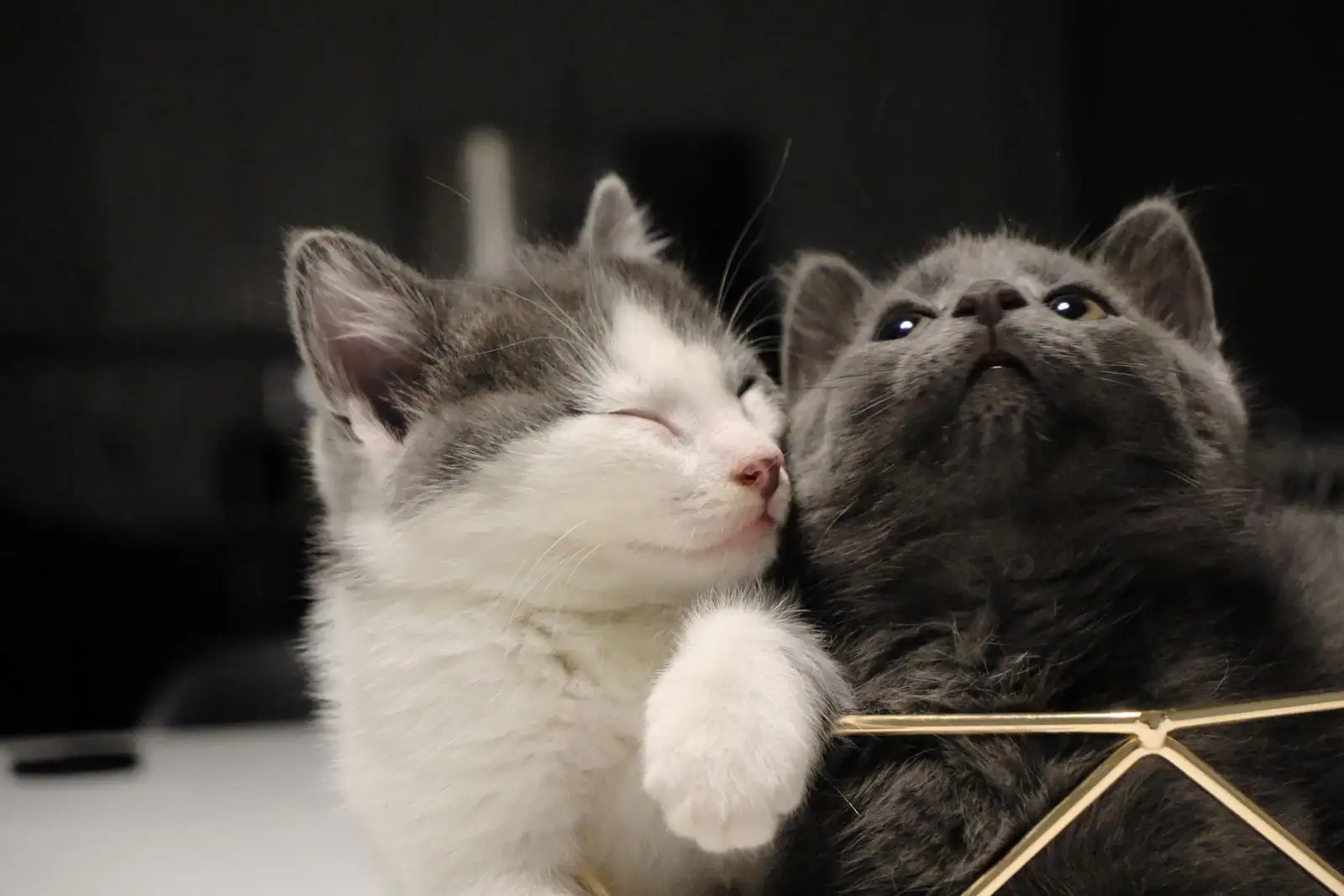 Deux chatons blottis l'un contre l'autre à la maison, illustrant les animaux de compagnie.