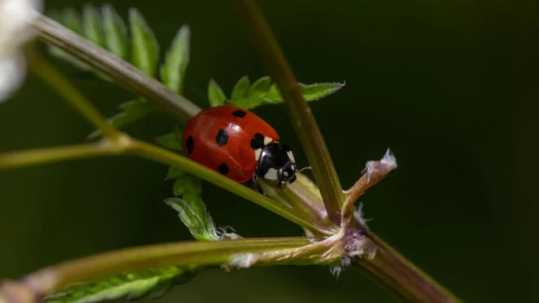Comment attirer des coccinelles : ce qui marche vraiment