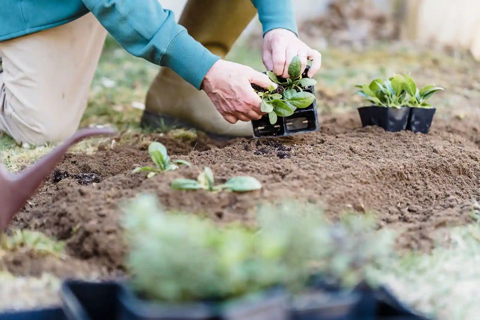 Mains d'un jardinier tenant une plaque de godets de jeunes plants au-dessus d'une terre travaillée