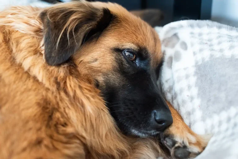 Adopter un chien à Paris : ce qu&rsquo;il faut vraiment vérifier avant