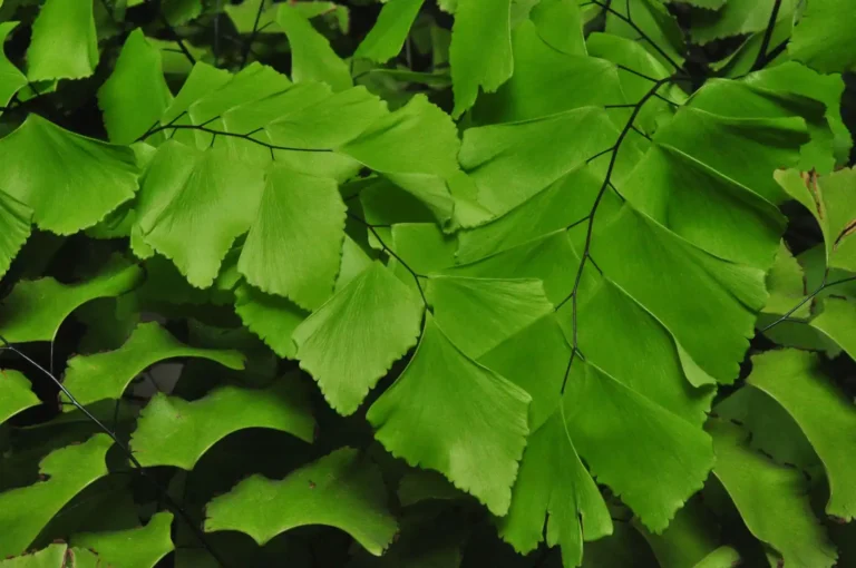 Cheveux de Vénus : la plante et son usage pour les cheveux