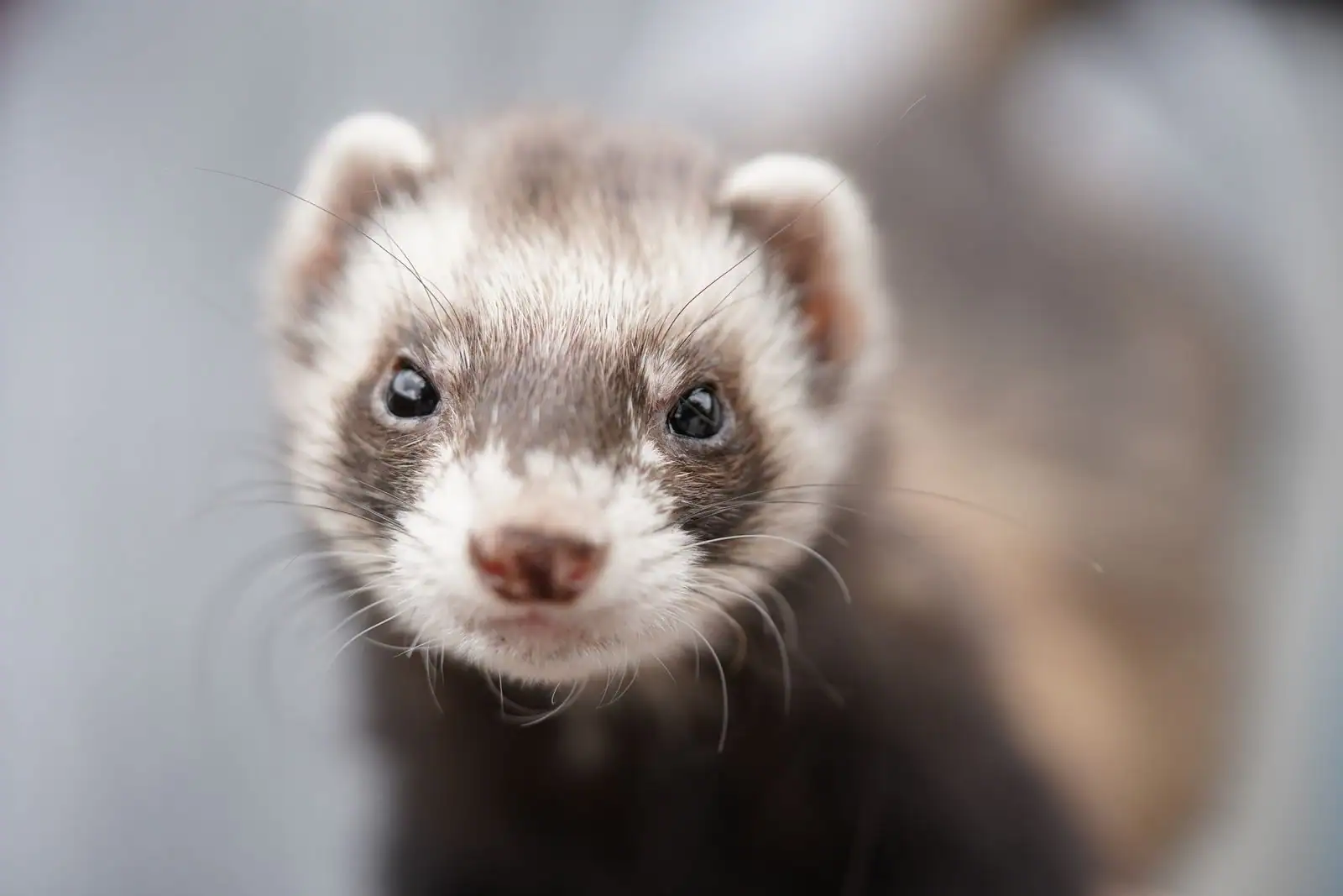 Portrait rapproché d'un furet domestique au pelage sable, regard curieux.
